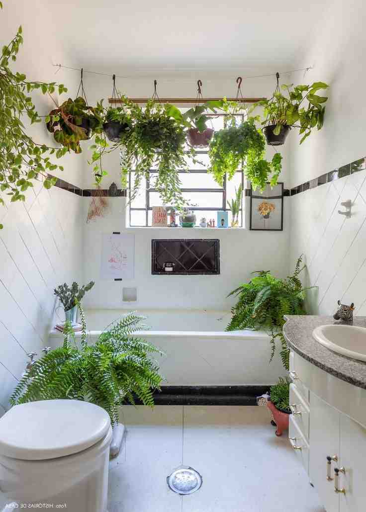 Quelle plante dans une salle de bain
