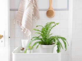 Quelle plante mettre dans une salle de bain