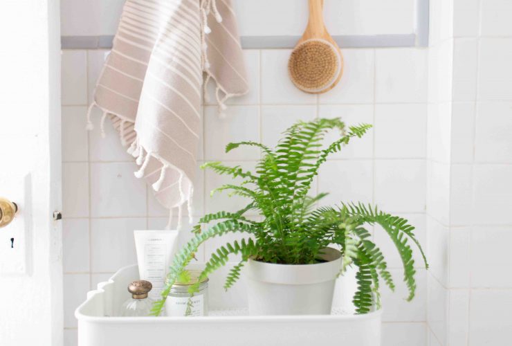 Quelle plante mettre dans une salle de bain