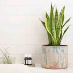 Quelle plante pour salle de bain