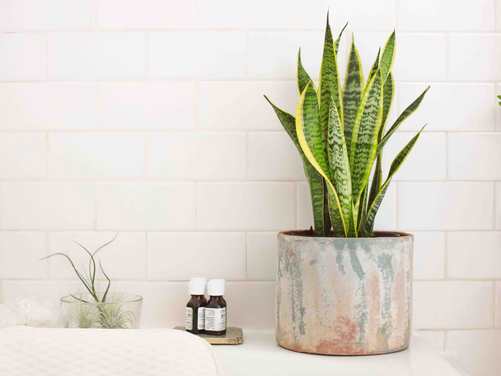 Quelle plante pour salle de bain