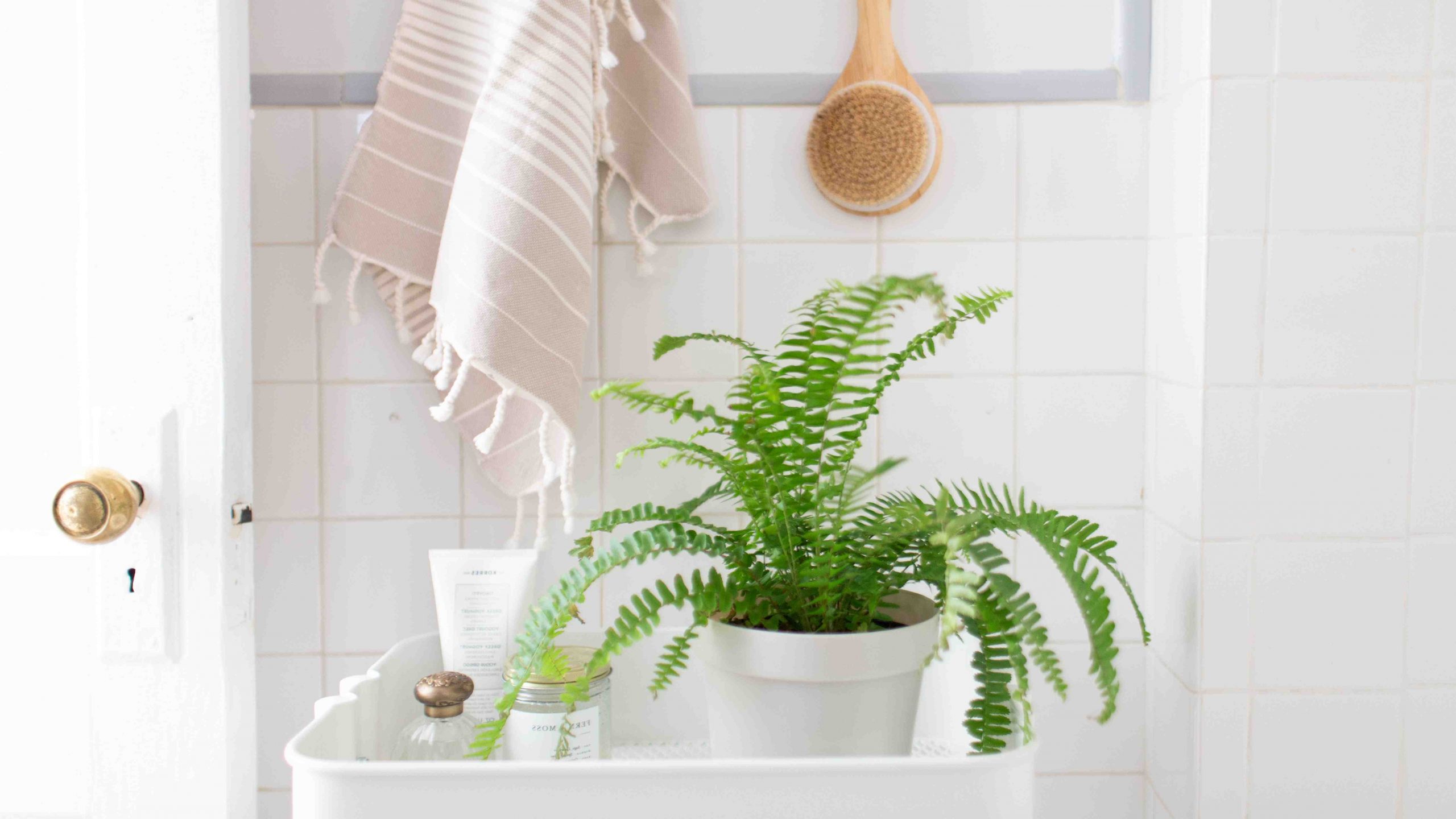 Quelle plante pour une salle de bain peu lumineuse ?