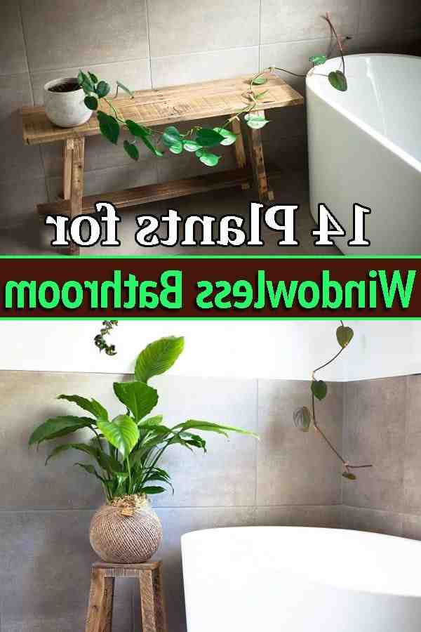 Quelle plante pour une salle de bain sans fenêtre